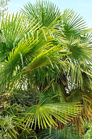 Horticultural_palm_Arecaceae_sp_in_the_garden