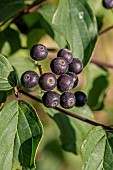 Common dogwood (Cornus sanguinea) fruits, Vaucluse, France