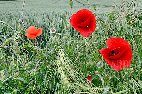 Poppy_Papaver_rhoeas_in_flower_in_a_wheat_field_Doubs_France