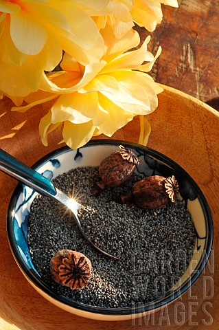 Poppy_seeds_Papaver_somniferum_used_in_cooking_for_their_benefits_contain_iron_zinc_and_others