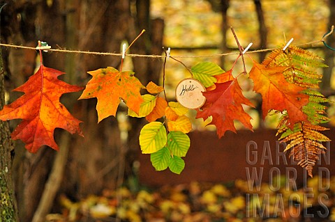 Hello_Autumn_hanging_coloured_leaves