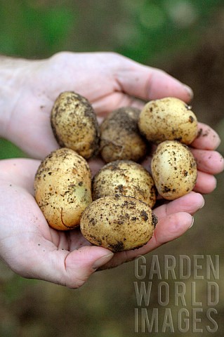 Harvesting_Potatoes_Solanum_tuberosum