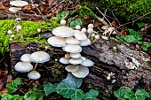 Porcelain mushroom (Oudemansiella mucida) on a dead beech tree trunk in autumn in a mixed forest near Le Tholy in the Vosges, France