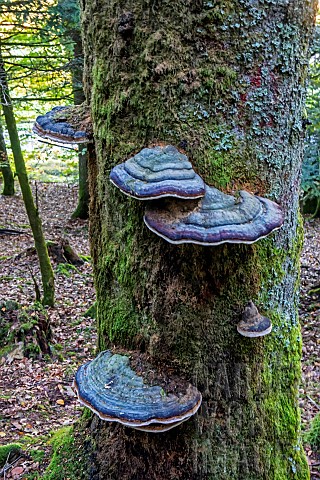 Bracket_fungus_to_be_determined_on_a_dead_conifer_trunk_in_autumn_mixed_forest_near_Le_Tholy_in_the_