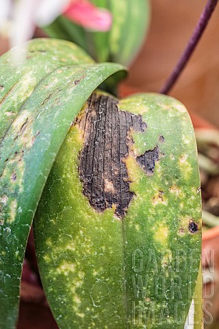 Leaf_of_Moth_Orchid_Phalaenopsis_sp_affected_by_mites_and_sunburned