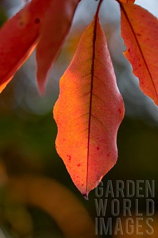 Cherry_Prunus_sp_closeup_of_autumn_leaves