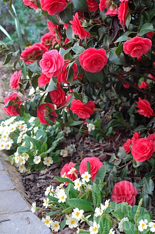 Camellia_Camellia_sp_and_Primrose_Primula_sp_in_flower_in_spring