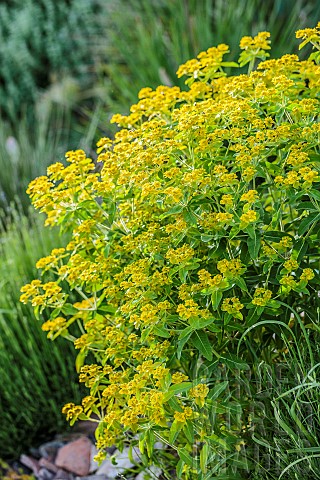 Coral_Spurge_Euphorbia_corallioides_in_bloom