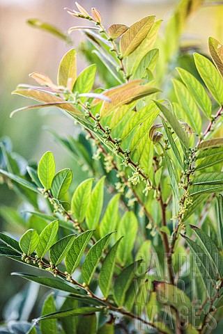 Phyllanthe_Phyllanthus_puberus__Glochidion_puberum_in_bloom_in_cultivation_Plant_showing_Rouxs_model