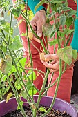 Harvesting a groundcherry (Physalis peruviana) grown in a pot on a terrace