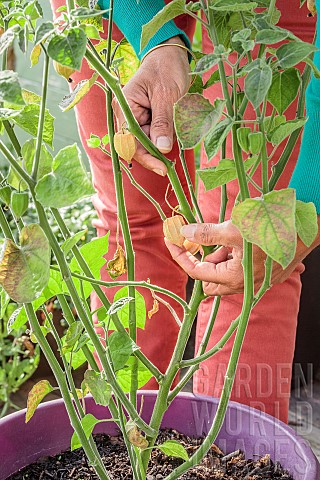 Harvesting_a_groundcherry_Physalis_peruviana_grown_in_a_pot_on_a_terrace