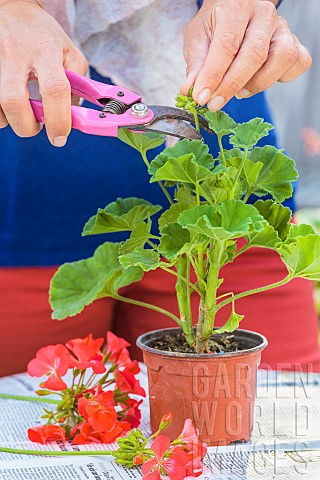 Woman_removing_flower_buds_from_a_potted_pelargonium