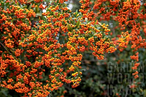 Scarlet_firethorn_Pyracantha_coccinea_with_orange_berries