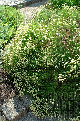 Southernwood_Artemisia_abrotanum_in_bloom_medicinal_plant
