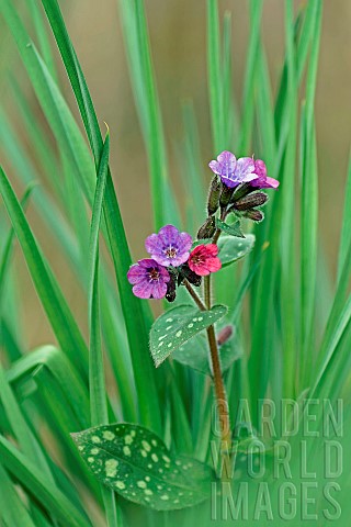 Lungwort_Pulmonaria_officinalis_flowers_Gers_France