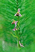 Bee orchid (Ophrys apifera) flowers, Gers, France