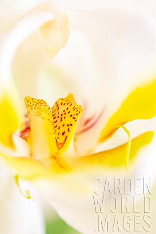 White_Moth_orchid_Phalaenopsis_sp