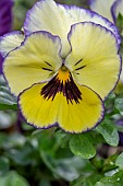 Garden pansy (Viola × wittrockiana)