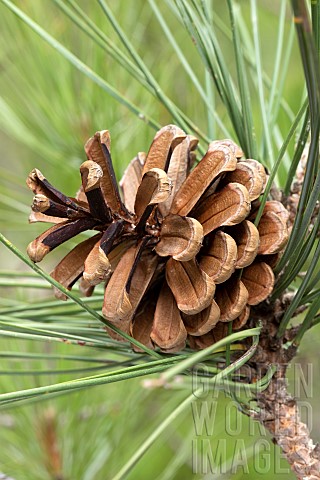 Salzmann_pine_cone_Pinus_nigra_salzmannii_SaintGuilhemleDsert_Hrault_France