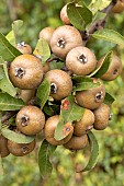 Almond-leaved pear (Pyrus spinosa), fruits