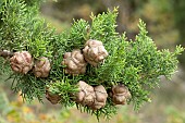 Italian cypress (Cupressus sempervirens), cones