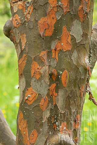 Chinese_quince_Pseudocydonia_sinensis_bark