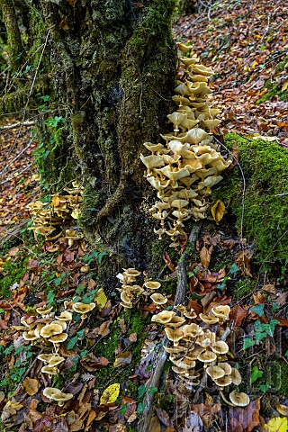 Honey_mushroom_Armillaria_mellea_on_a_stump_responsible_for_rotting_the_living_parts_of_the_wood_Sav