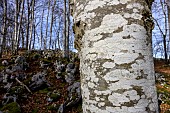 Beech bark covered with a mosaic of typical crustacean lichens, mainly Lecanora (chlarotera ?) with white thallus and small apothecia, and Lecidella (elaeochroma ?), PNR du Vercors, France