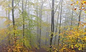 Forest in autumn fog, Vosges du Nord Regional Nature Park, France