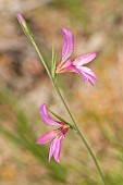 Italian gladiolus or common sword-lily (Gladiolus italicus) growing in the meadow, Liguria, Italy