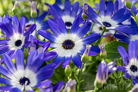 Florists_Cineraria_Pericallis__hybrida_Senetti_Bicolor_Blue