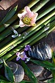 Bamboo (Phyllostachys bissetii), Christmas rose (Helleborus), Crocus (Crocus sp) and Snowdrop (Galanthus nivalis) flowers, stones, zen atmosphere in the garden
