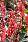 Photinia (Photinia x fraseri) Carre Rouge in early spring