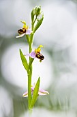 Bee orchid (Ophrys apifera) in a wild garden, France