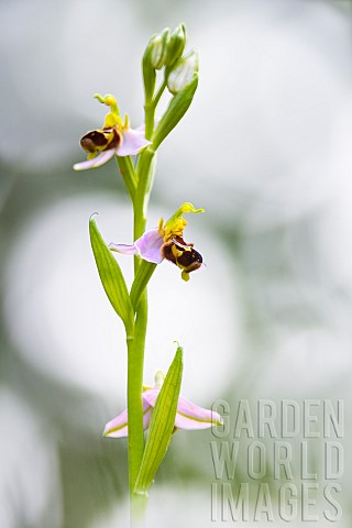 Bee_orchid_Ophrys_apifera_in_a_wild_garden_France