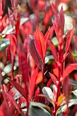 Photinia (Photinia x fraseri) Carre Rouge in early spring