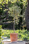 Standard Olive (Olea europaea) in pot
