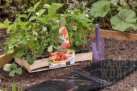 Planting_of_Gariguette_strawberry_plants_on_a_mulch_sheet_also_preventing_cats_from_scratching_the_s