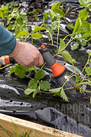 Planting_of_Gariguette_strawberry_plants_on_a_mulch_sheet_also_preventing_cats_from_scratching_the_s