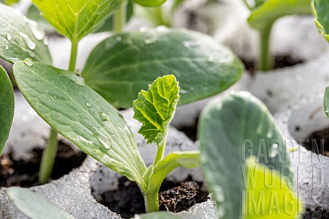 Zucchini_seedlings_in_seed_tray