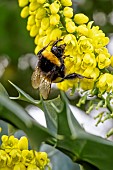 Buff-tailed bumblebee (Bombus terrestris) foraging on Mahonia (Mahonia sp.) in winter, Bouches-du-Rhone, France
