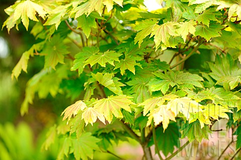 Japanese_vine_maple_Acer_japonicum_vitifolium_foliage