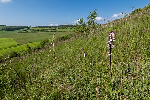 Limestone_grassland_landscape_limestone_hillside_with_Purple_Orchid_Orchis_purpurea_Lorraine_France