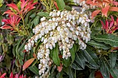 Japanese Pieris (Pieris japonica) Forest Flame flowers in spring