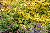 Japanese Maple Tree (Acer palmatum), different Types of foliage in spring