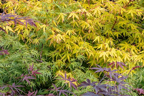 Japanese_Maple_Tree_Acer_palmatum_different_Types_of_foliage_in_spring