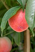 Prunus persica Peach Me Red, dwarf fruit tree