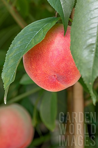 Prunus_persica_Peach_Me_Red_dwarf_fruit_tree