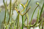 Sundew (Drosera binata) with insects in its sticky leaves