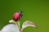 Poplar leaf beetle (Melasoma populi) taking flight, on aspen, Ansauville, Forêt de la Reine, Lorraine, France